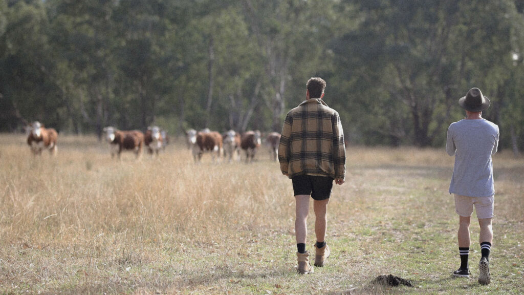 Two men walking in a rural bush setting with a group of cows in the distance.