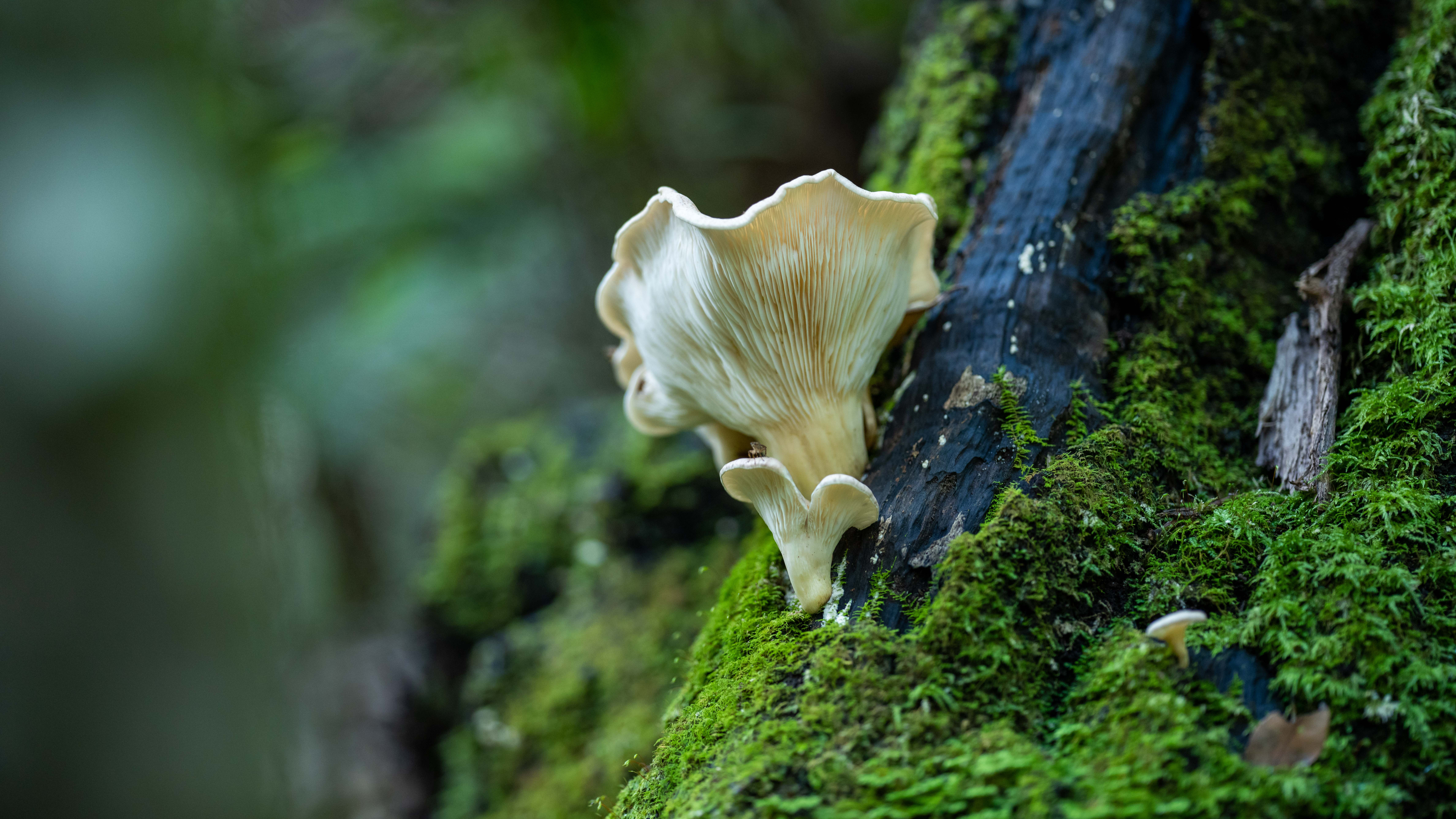 건강과 웰빙 2019-2020 산불 5년 후