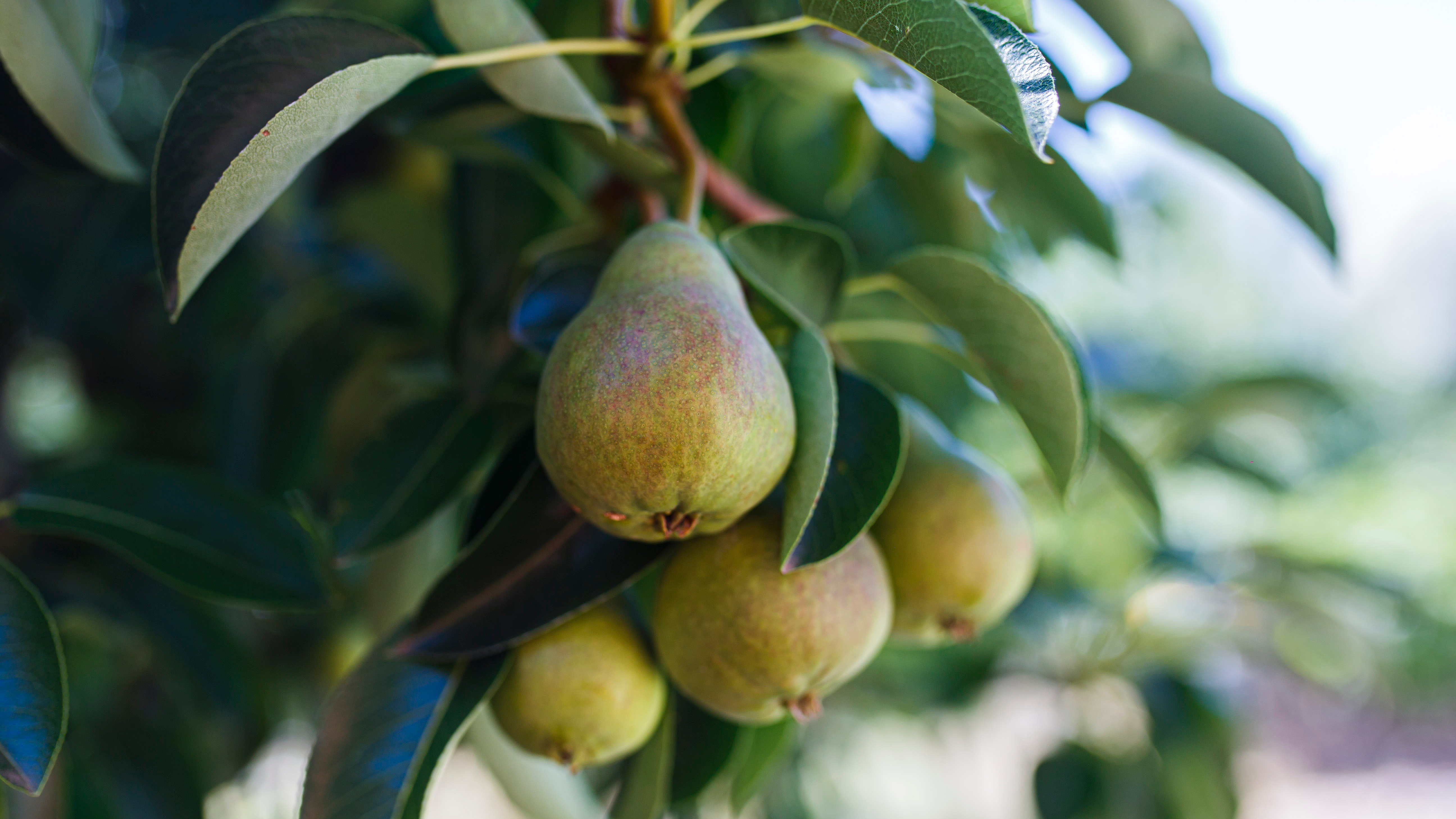 Australian Food Frequency Survey